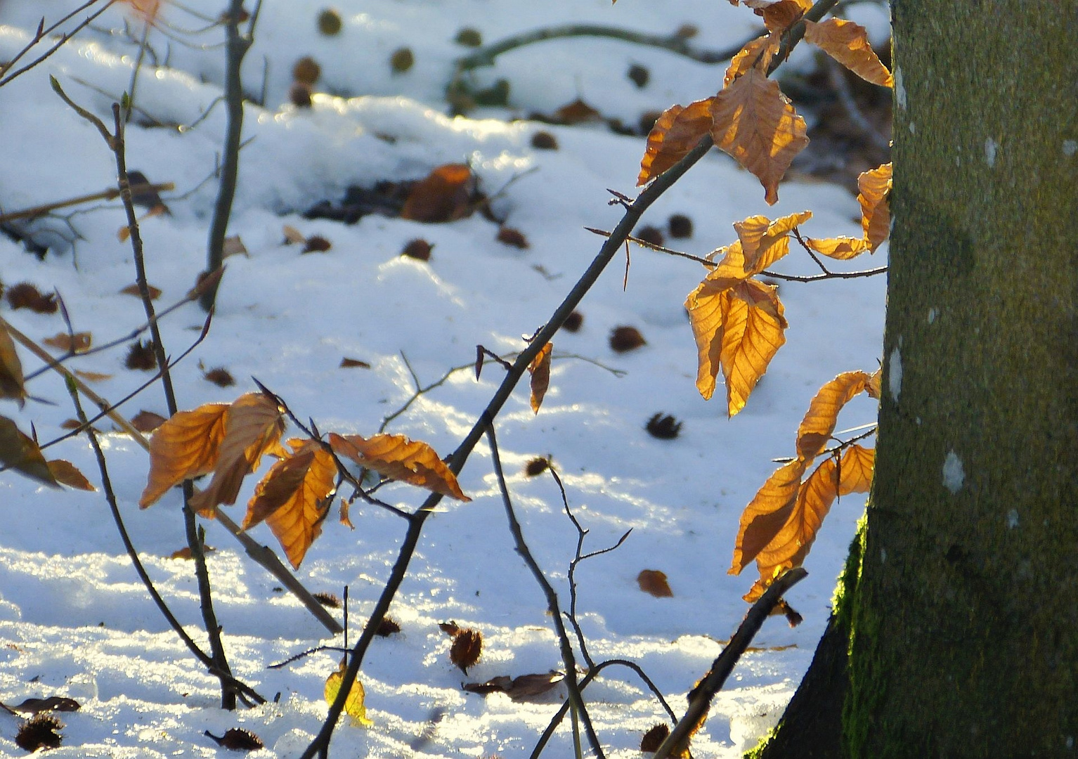 Gold im Buchenwald