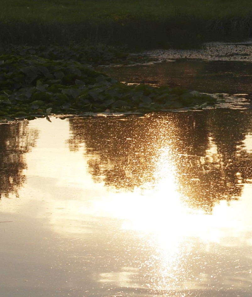 Gold im Wasser