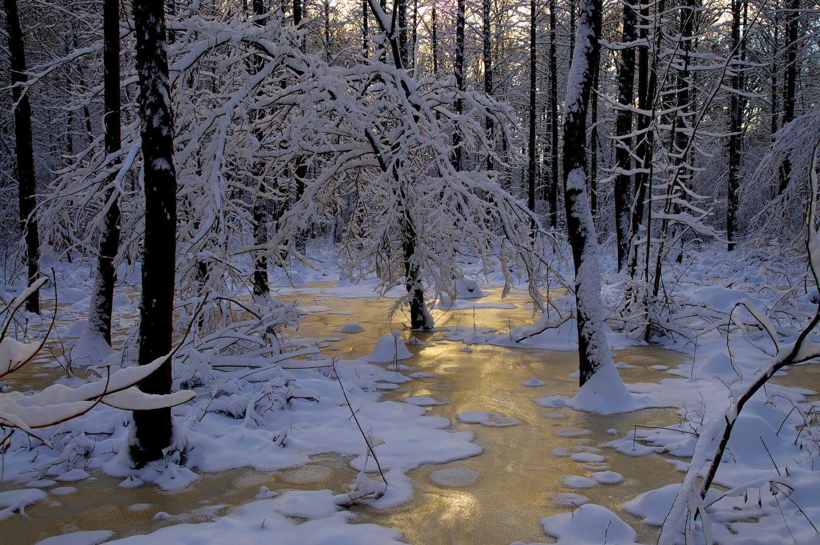 Gold im Winterwald