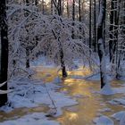 Gold im Winterwald