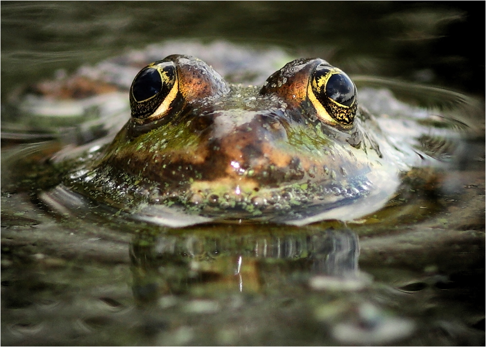 Gold in deinen Augen