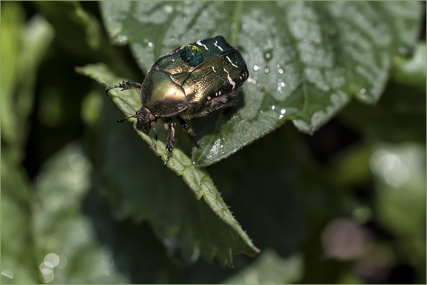 GOLD KÄFER