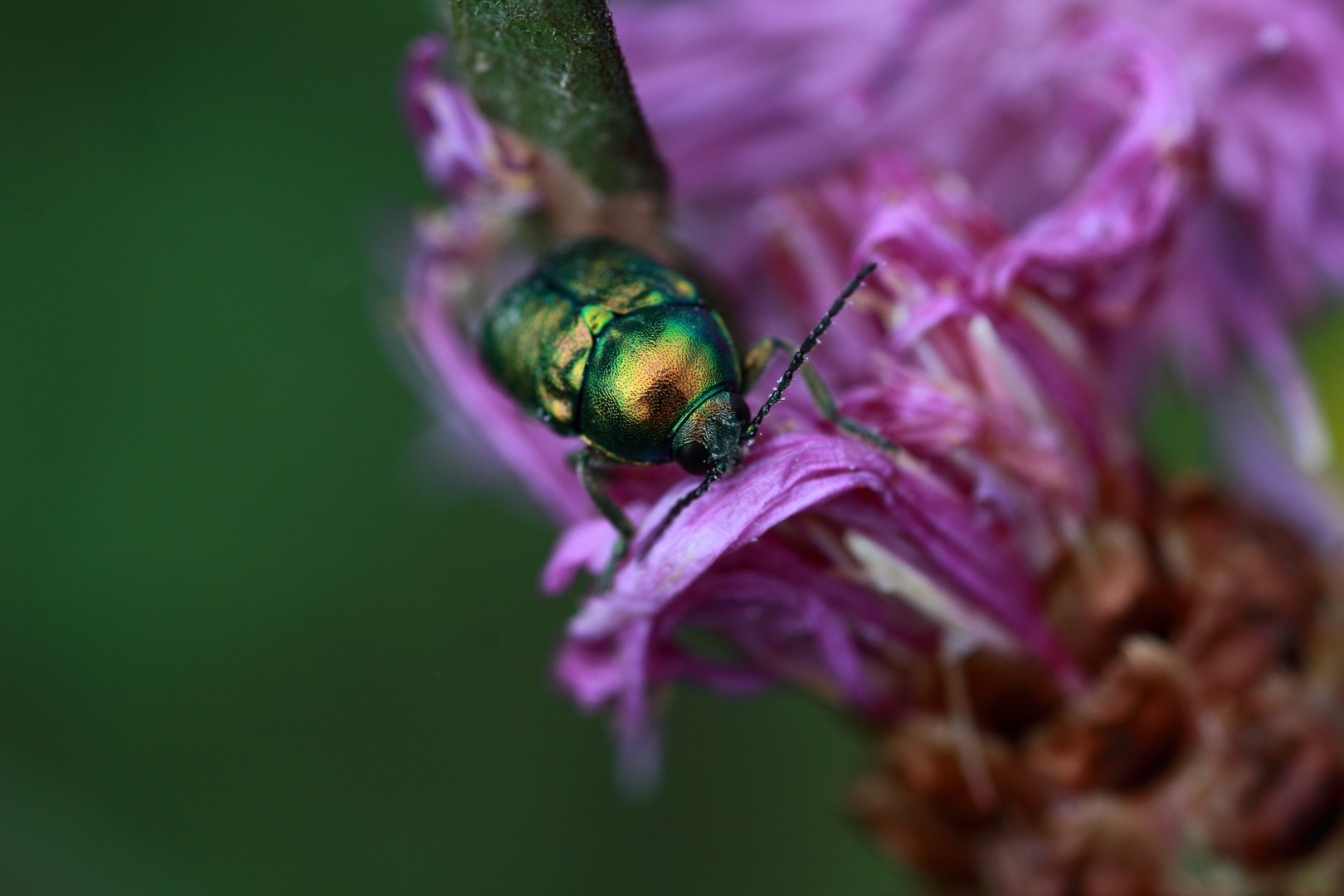 Gold Käfer