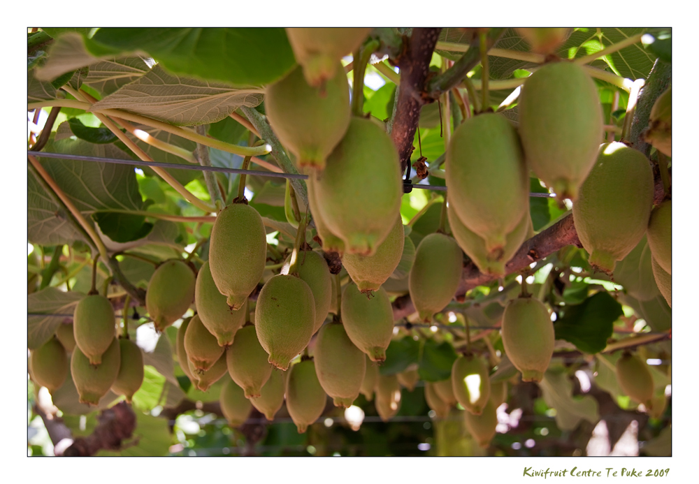 Gold Kiwi