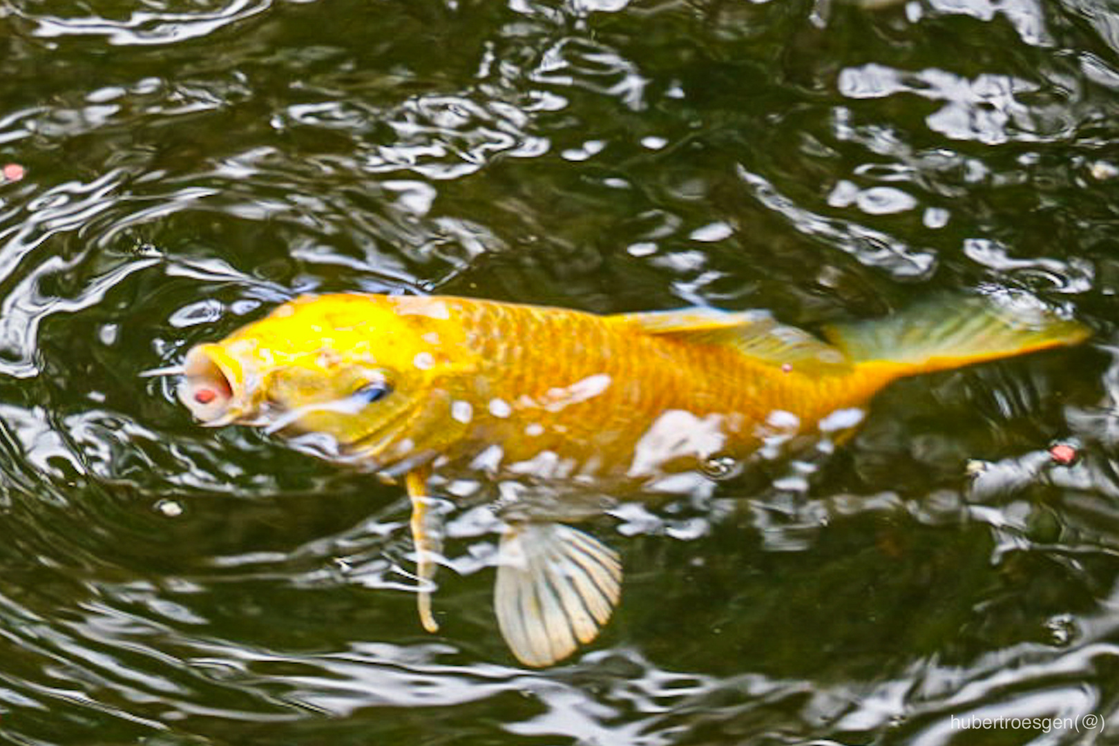 GOLD KOI