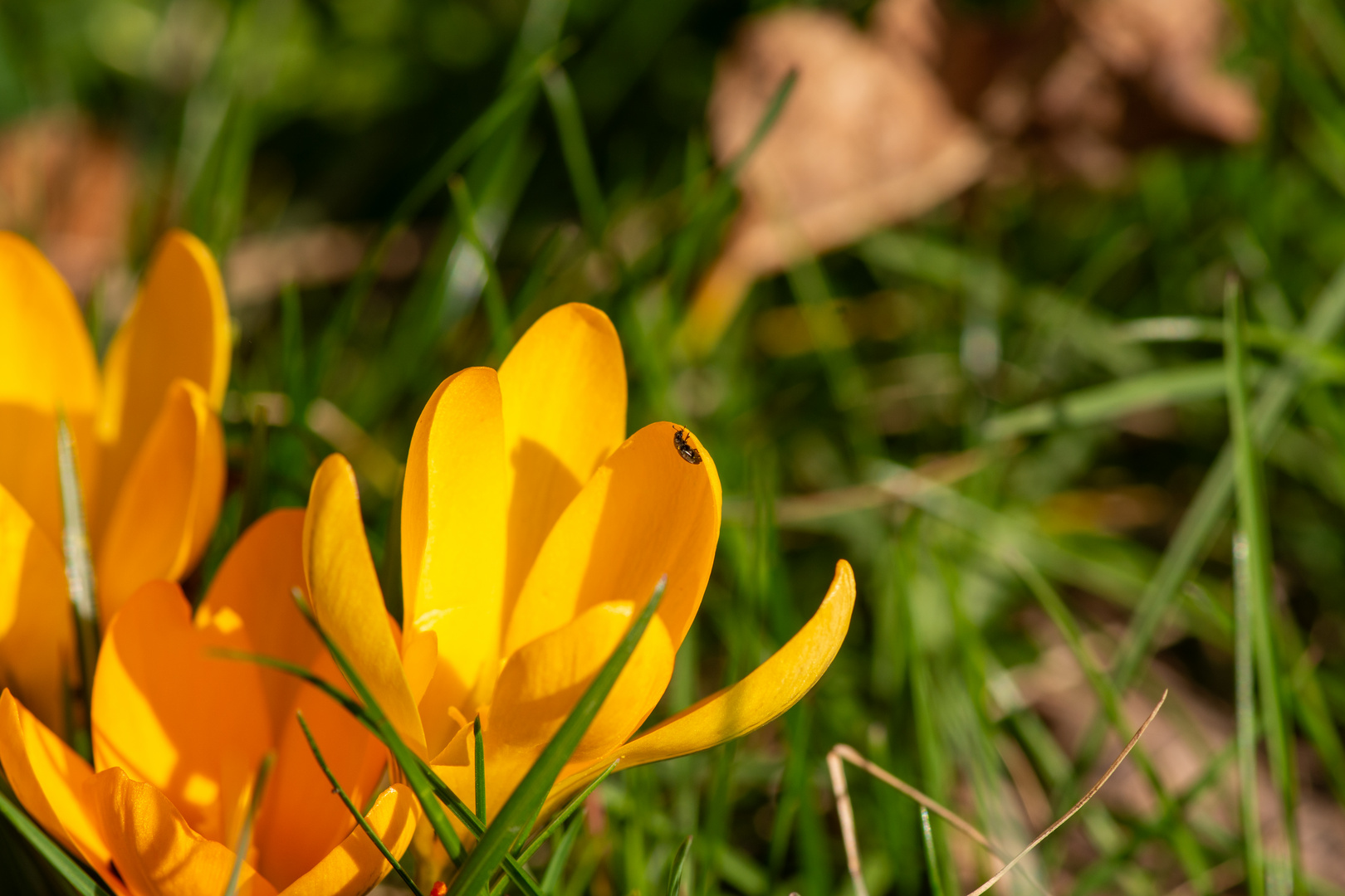 Gold-Krokus