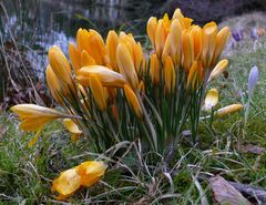 Gold-Krokusse - Hurra, der Frühling kommt