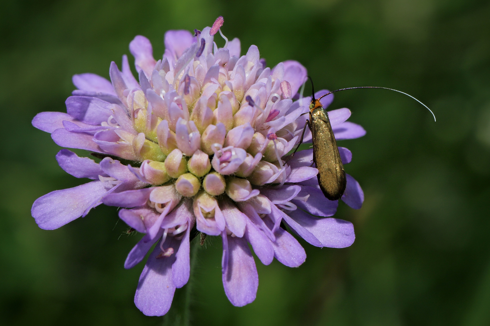 Gold-Langhornmotte, Nemophora metallica (2018_06_03_EOS 6D Mark II_3907_ji)