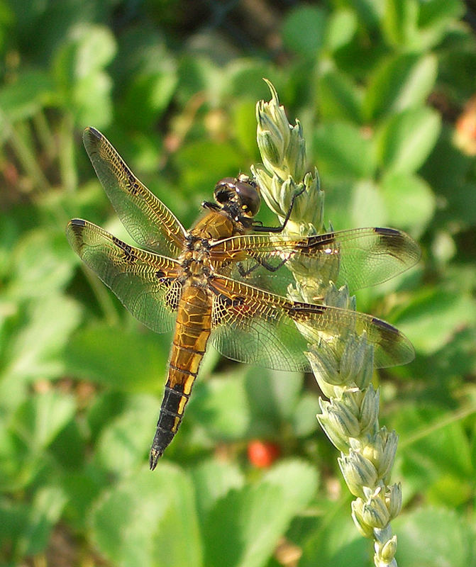 Gold-Libelle