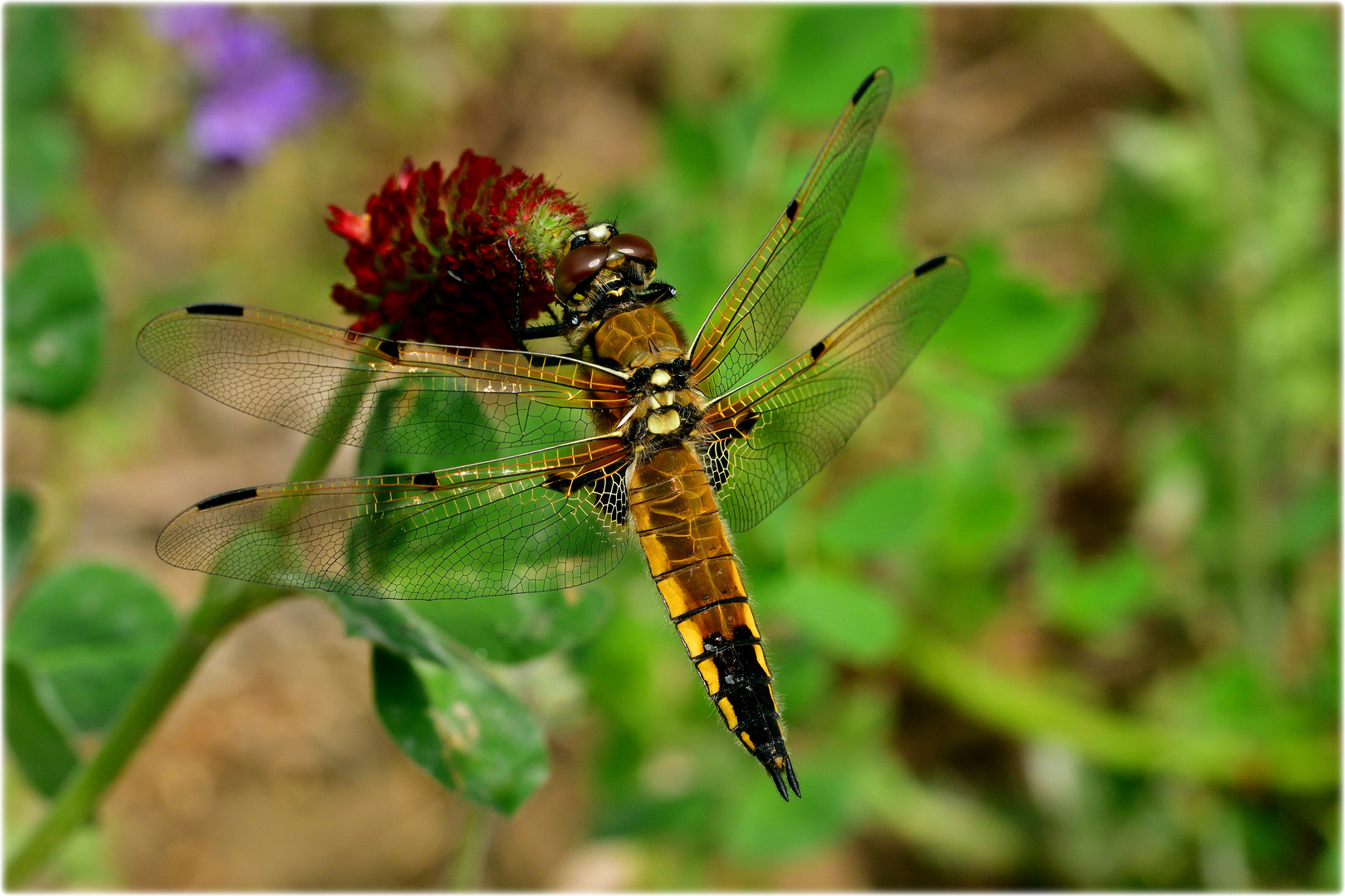 Gold-Libelle auf der Blumenwiese