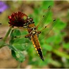 Gold-Libelle auf der Blumenwiese