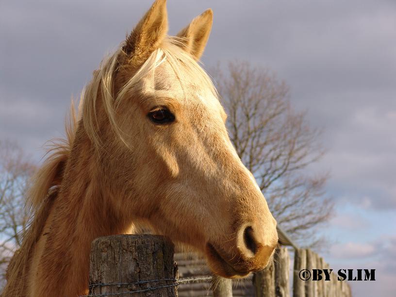 gold mare