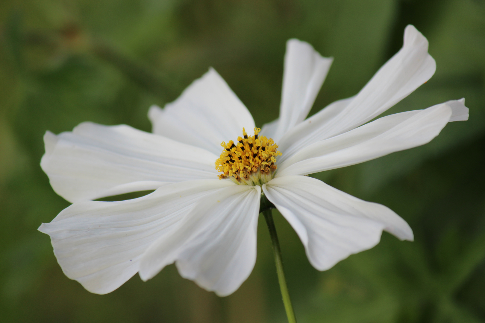 gold meets white