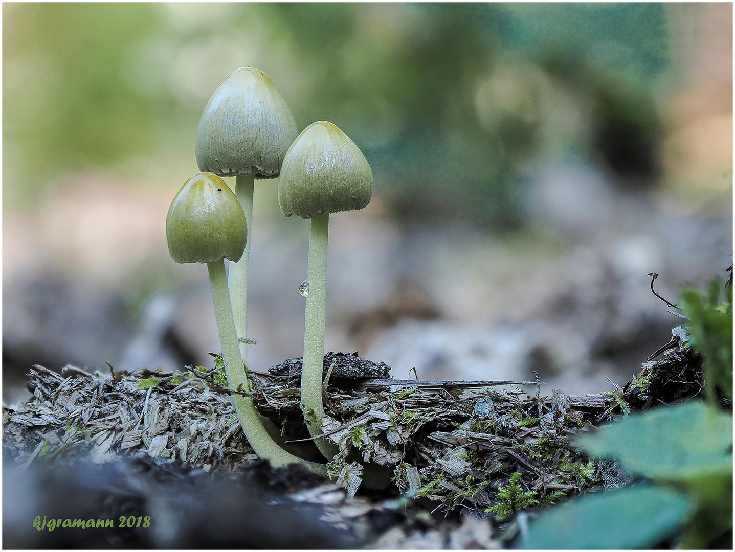 gold-mistpilz (Bolbitius titubans) .......