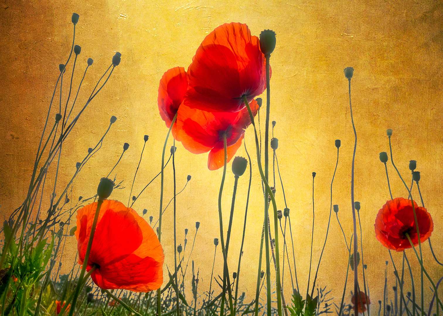 Gold Mohn