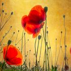 Gold Mohn