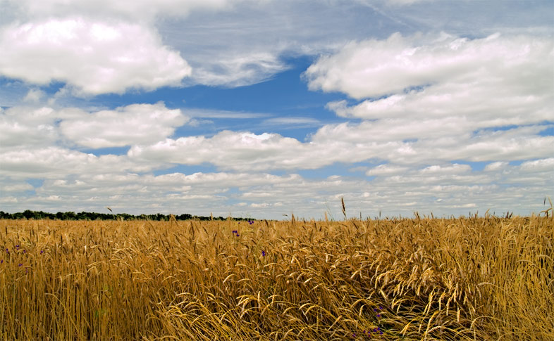 Gold of the Don steppe