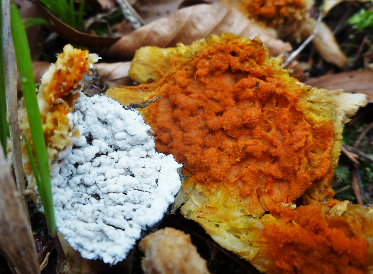 Gold (Orange-) gelber Schmarotzer-Pustelpilz (Hypomyces aurantius?)