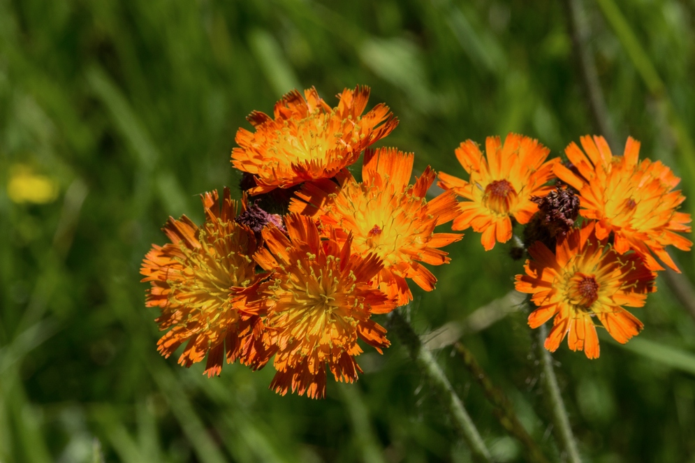 Gold-Pippau - Crepis aurea -