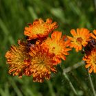 Gold-Pippau - Crepis aurea -