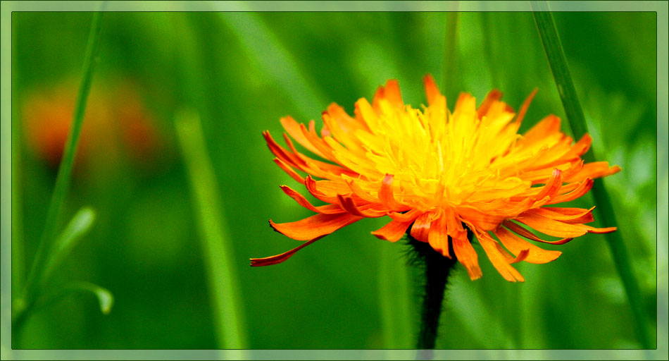 Gold-Pippau (Crepis aurea)