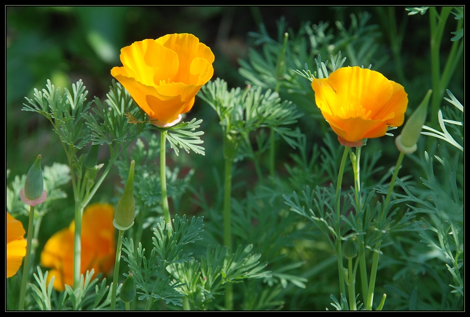 Gold Poppys