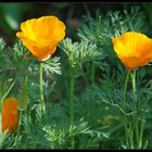 Gold Poppys