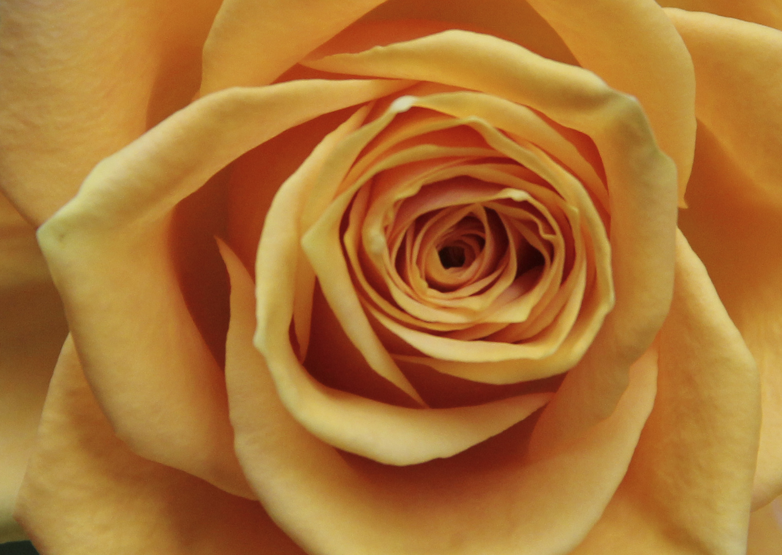 Gold-Rose