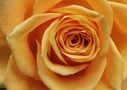 Gold-Rose von Christiane Wiesemann 