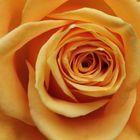 Gold-Rose