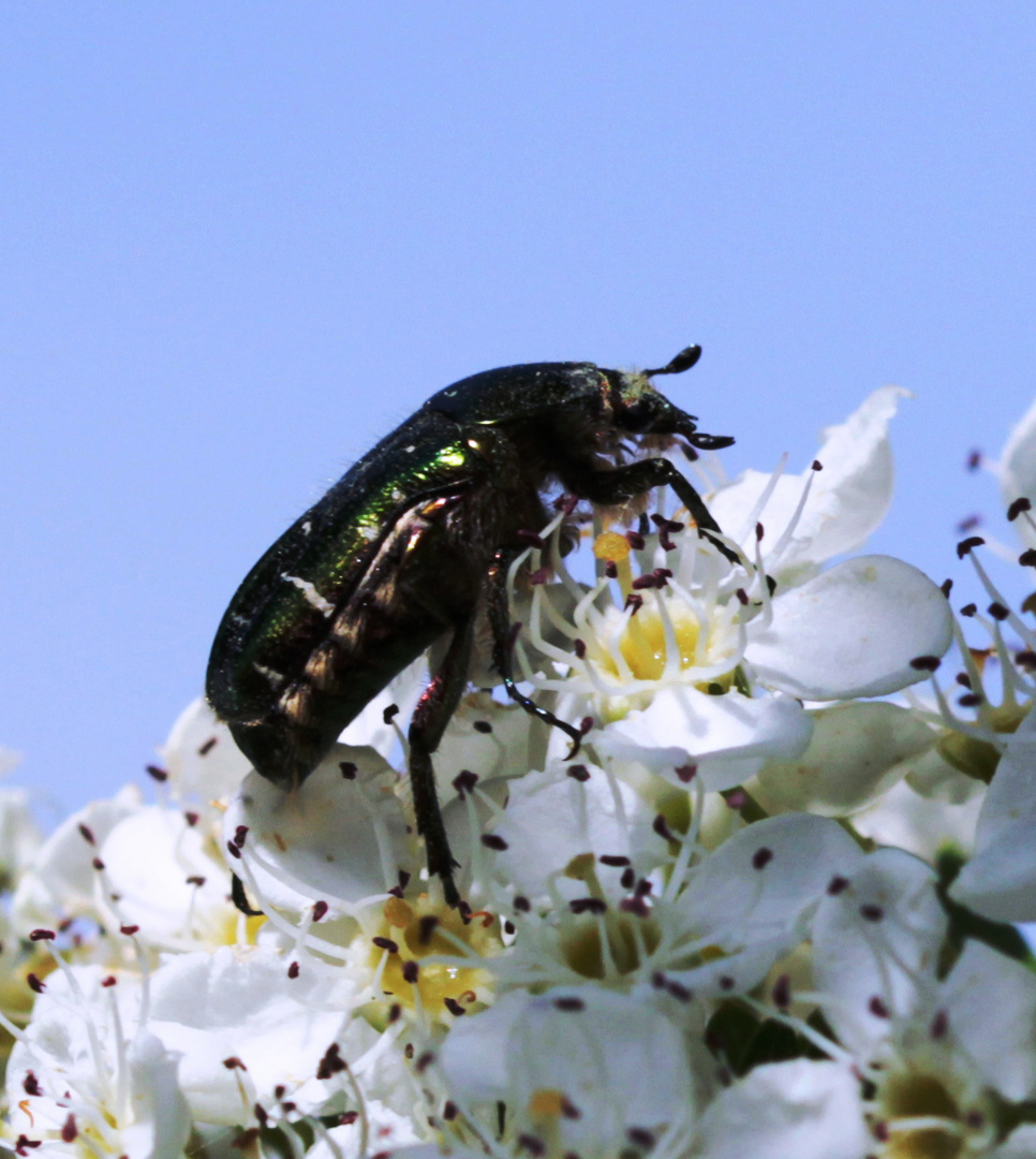 Gold-Rosenkäfer auf Weißdornblüte