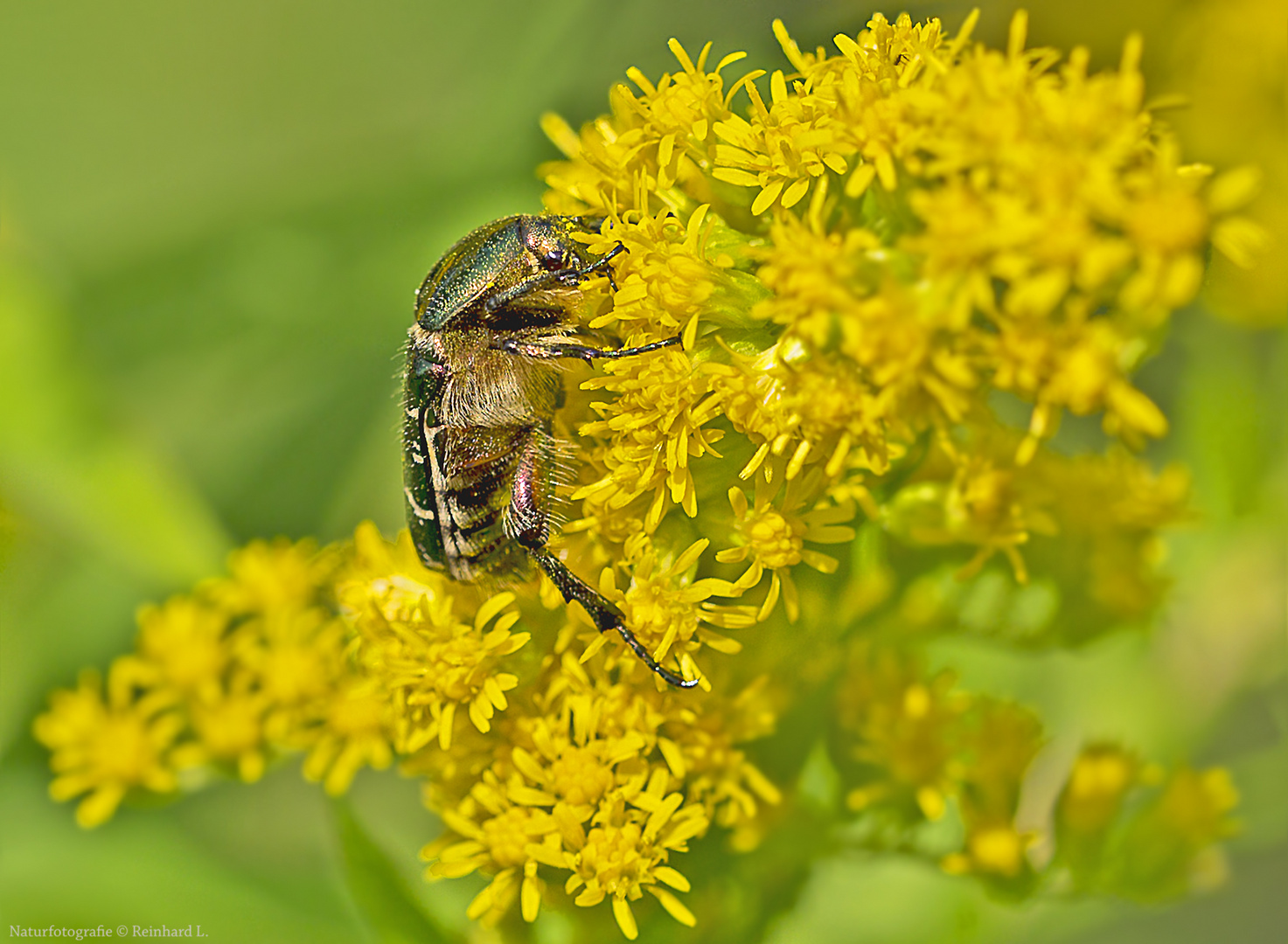  Gold-Rosenkäfer