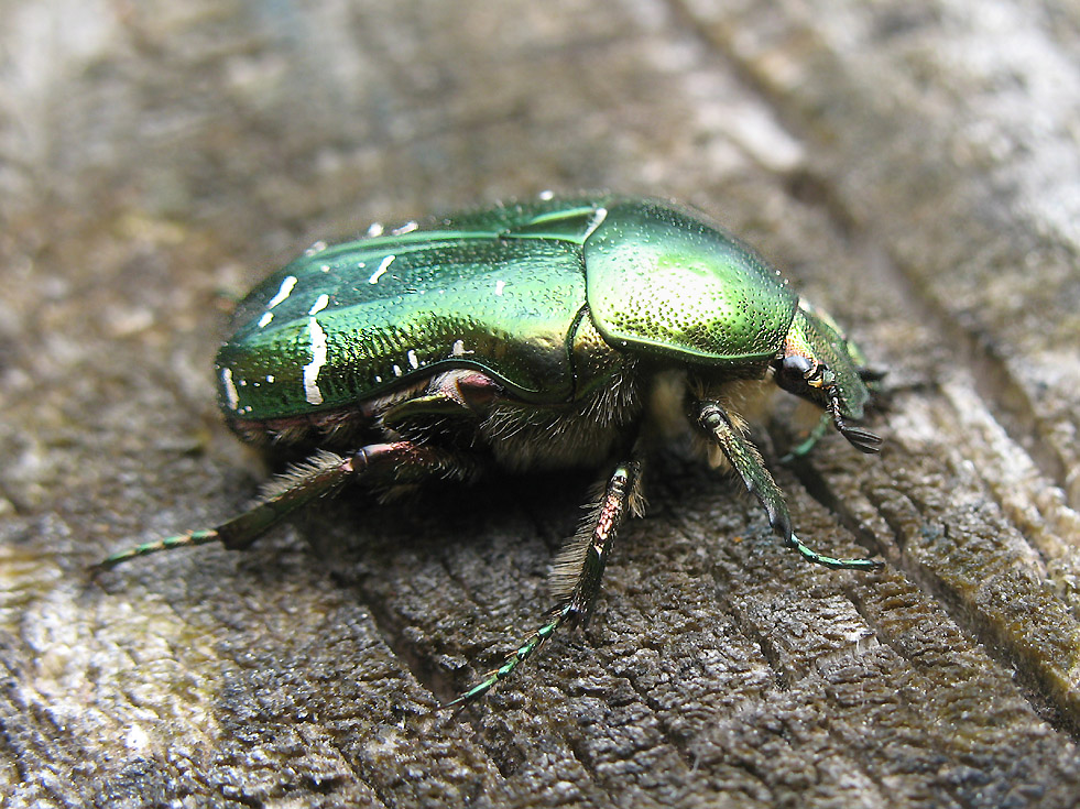 Gold-Rosenkäfer Cetonia aurata