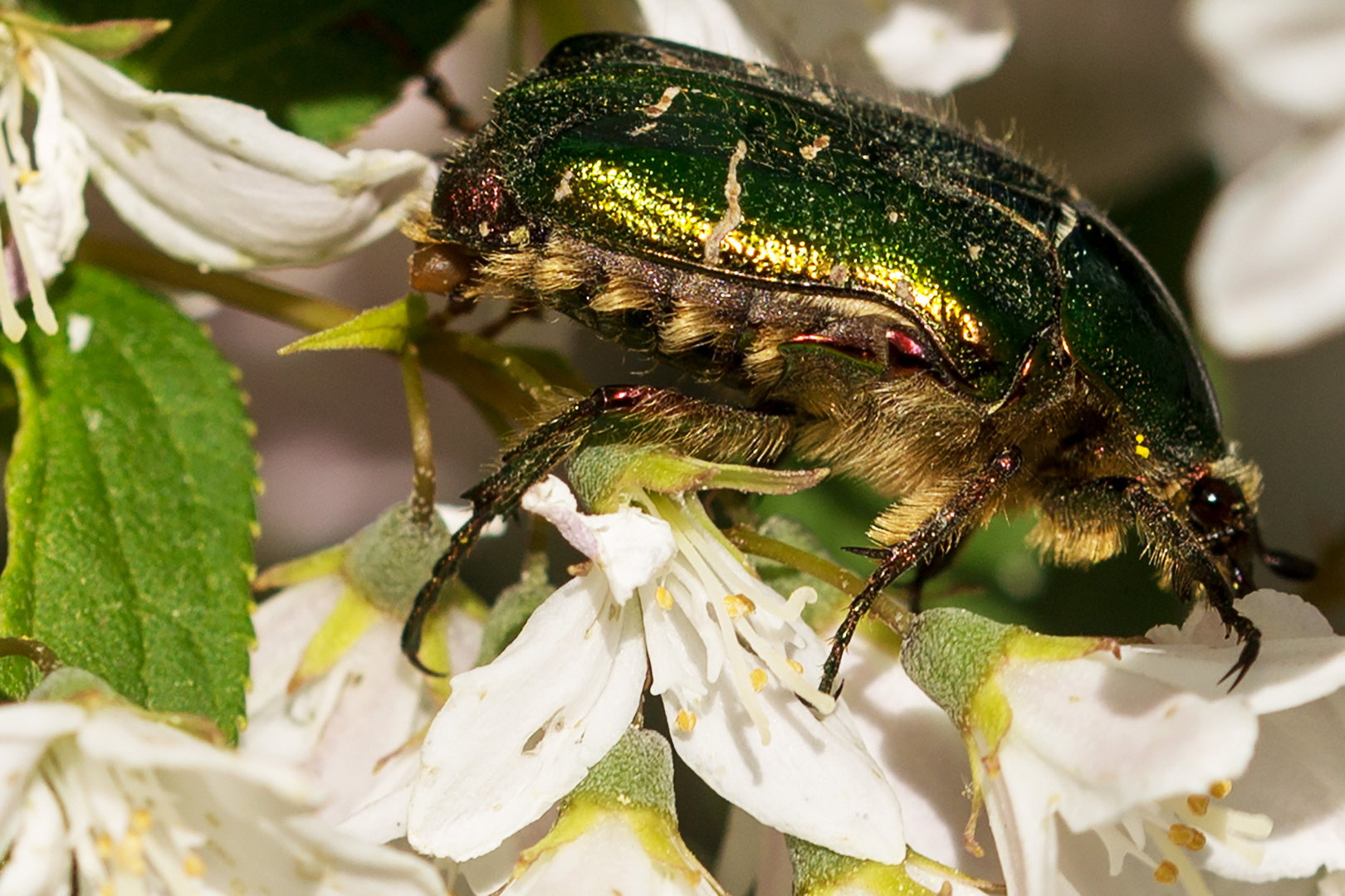 Gold-Rosenkäfer (Cetonia aurata)