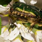 Gold-Rosenkäfer (Cetonia aurata)