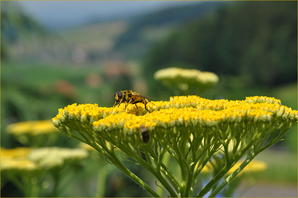 Gold-Schafgarbe (Achillea filipendulina)