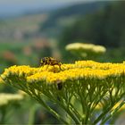 Gold-Schafgarbe (Achillea filipendulina)