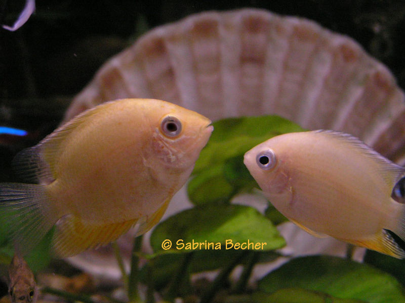 - Gold Severum -