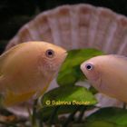 - Gold Severum -