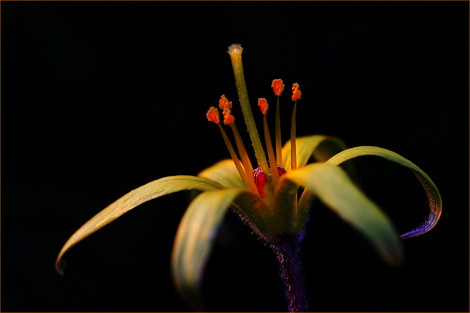 gold star in the evening sun