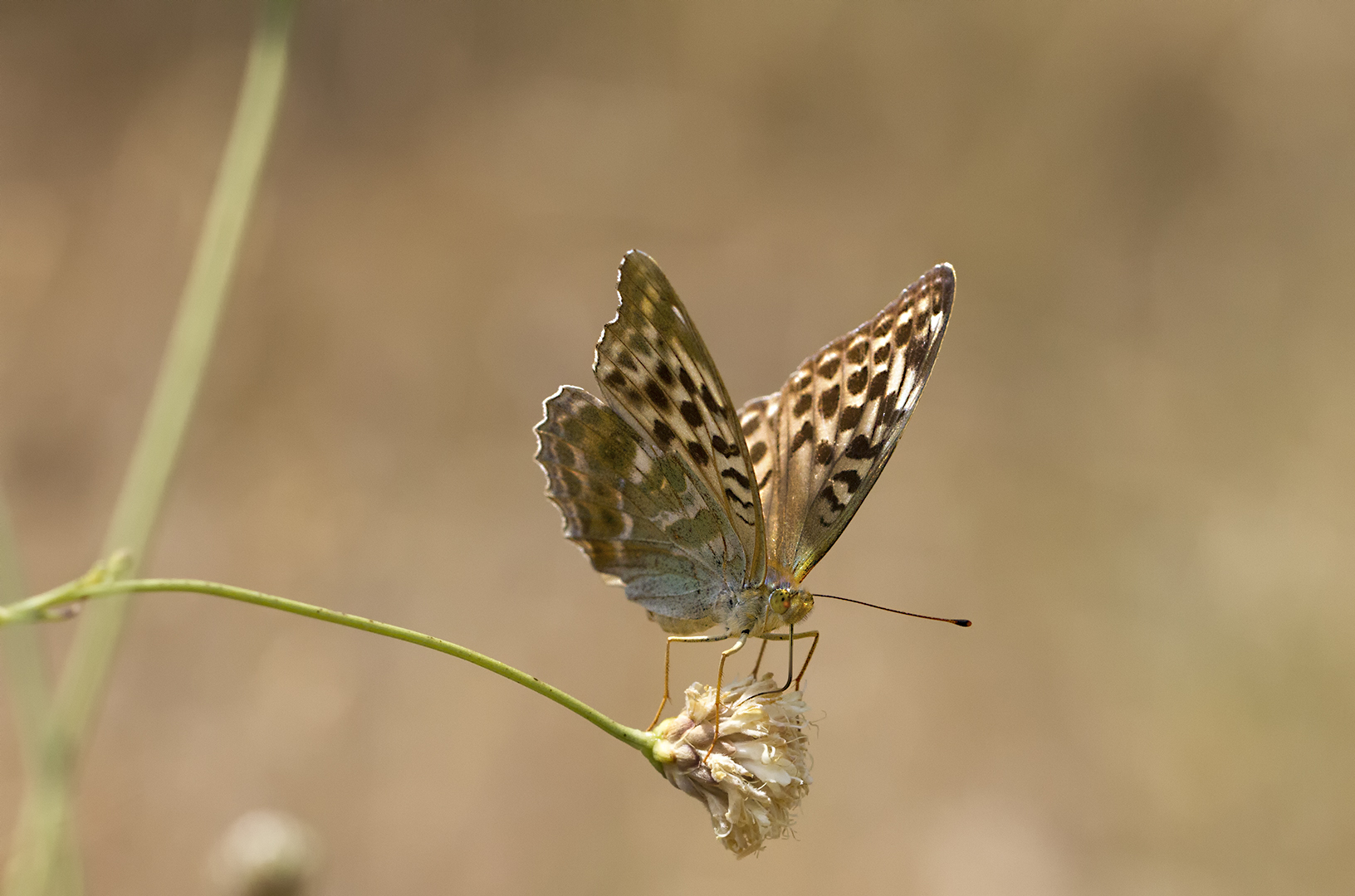 Gold tabac- Argynnis paphia L