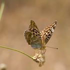 Gold tabac- Argynnis paphia L