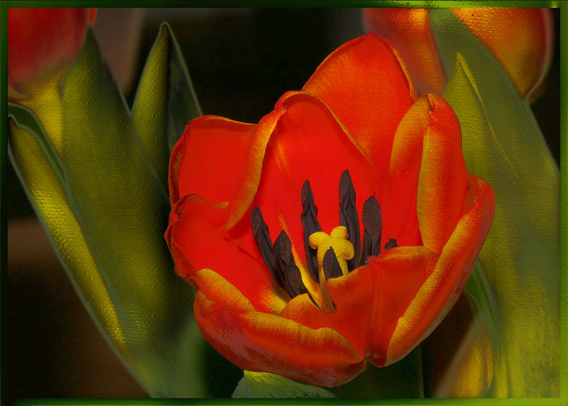 Gold tulip