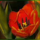Gold tulip