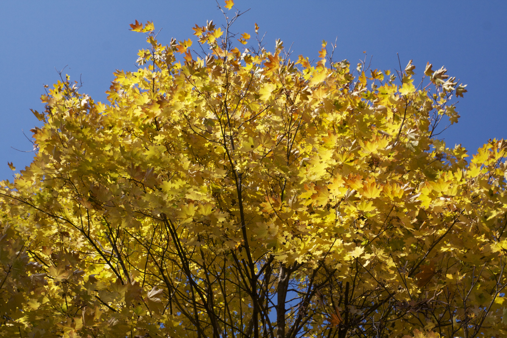 Gold und Blau