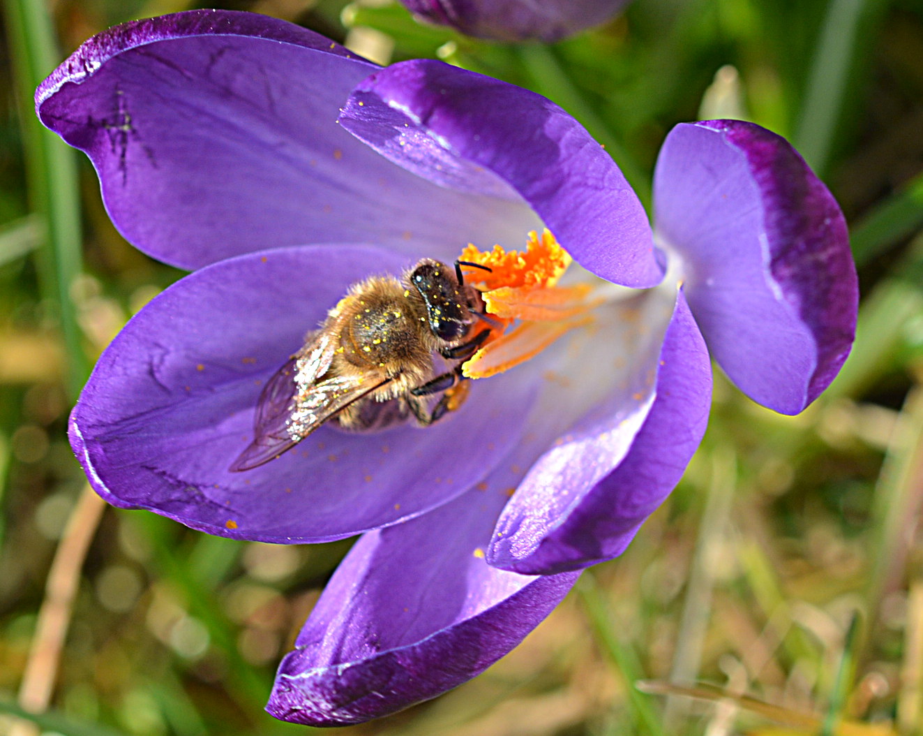 Gold und Blau als Zeichen des Frühlings