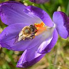 Gold und Blau als Zeichen des Frühlings