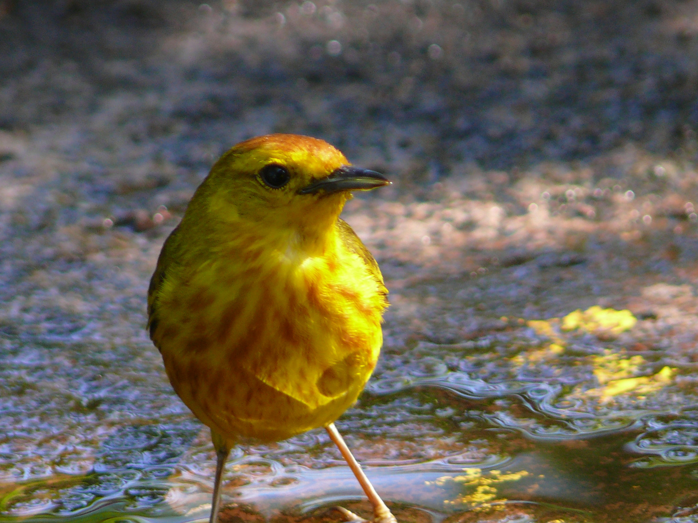 Gold-Waldsänger mänchen