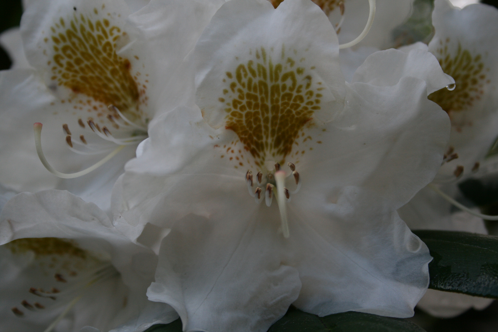 gold-weißer Rhododendron