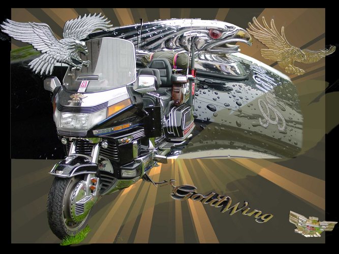 Gold Wing